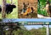 मेळघाट व्याघ्र प्रकल्प क्षेत्रात दिसले १७ हजार १८६ प्राणी