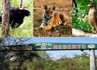 मेळघाट व्याघ्र प्रकल्प क्षेत्रात दिसले १७ हजार १८६ प्राणी