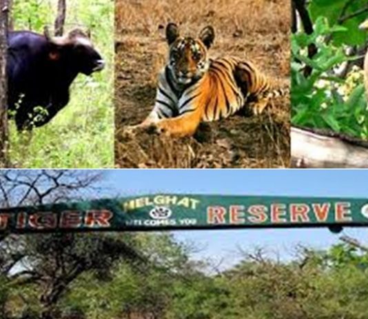 मेळघाट व्याघ्र प्रकल्प क्षेत्रात दिसले १७ हजार १८६ प्राणी