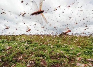 टोळधाडीपासून बचावासाठी पालघर जिल्हाधिकाऱ्यांचं मार्गदर्शन