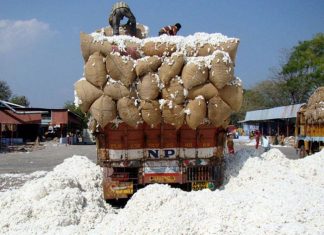 राज्यात 36 हजार क्विंटलहून अधिक कापसाची खरेदी