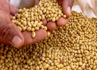 अपुऱ्या जागेमुळे शेतकऱ्यांना सोयाबीन खुल्या जागेत ठेवावा लागला