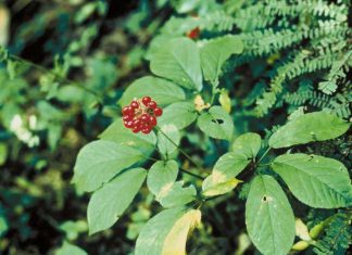 औषधी आणि सुगंधी वनस्पतींवर छायाचित्रण स्पर्धेची सीआयएमएपीची घोषणा