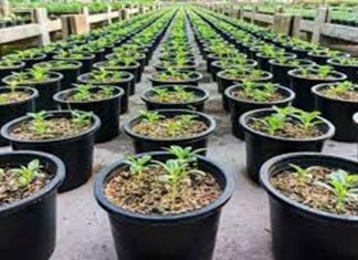 काटेपूर्णा अभयारण्यात वाघा रोपवाटिकेत दीड लाख रोपांचं संगोपन