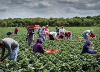 महात्मा ज्योतिबा फुले कृषी कर्ज माफी योजना यापुढेही सुरू राहणार असल्याचं कृषीमंत्र्यांचं स्पष्टीकरण