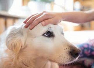 पाळीव प्राण्यांनाही घराबाहेर फिरायला नेण्याची मुभा