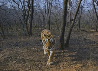 वाघांच्या संख्येबद्दल समाजमाध्यमांवर फिरत असलेली आकडेवारी अपुरी आणि दिशाभूल करणारी