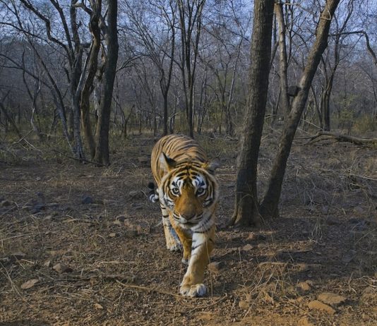 वाघांच्या संख्येबद्दल समाजमाध्यमांवर फिरत असलेली आकडेवारी अपुरी आणि दिशाभूल करणारी