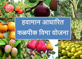 पुनर्रचित हवामान आधारित फळपीक विमा योजना तीन वर्षांसाठी राबवायला राज्य शासनाची मान्यता