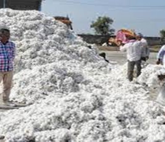 शेतकऱ्यांचा शिल्लक राहिलेला कापूस १२ जूनपर्यंत खरेदी करण्याचे आदेश