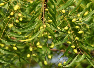 कडुनिंबाच्या निंबोळ्यापासून शेतीपूरक कीटकनाशक तयार करण्याचा उपक्रम