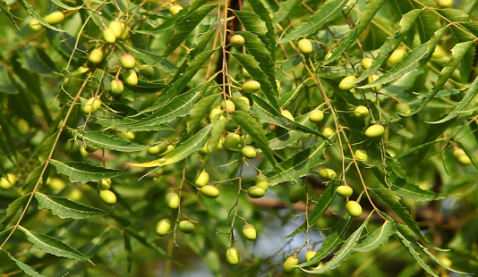 कडुनिंबाच्या निंबोळ्यापासून शेतीपूरक कीटकनाशक तयार करण्याचा उपक्रम