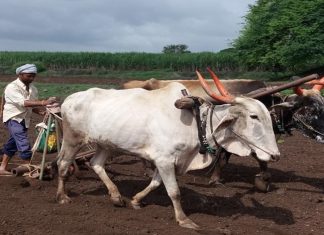 देशात खरीपाच्या पेरणीत लक्षणीय वाढ