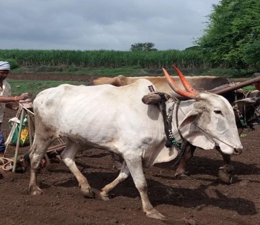 देशात खरीपाच्या पेरणीत लक्षणीय वाढ