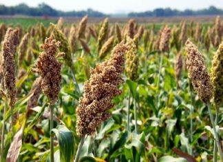 शेतकऱ्यांना पीककर्जाचा अर्ज घरबसल्या भरता येणार, ऑनलाइन अर्जाची सुविधा उपलब्ध