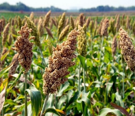 शेतकऱ्यांना पीककर्जाचा अर्ज घरबसल्या भरता येणार, ऑनलाइन अर्जाची सुविधा उपलब्ध