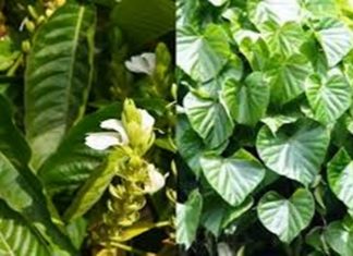 अडुळसा आणि गुळवेलच्या वापराच्या अभ्यासाला मान्यता