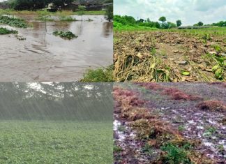 राज्याच्या काही भागात जोरदार पाऊस : अनेक ठिकाणी पिकांचं मोठं नुकसान