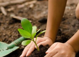 27 सप्टेंबरला “ वर्ल्ड ट्री डे “