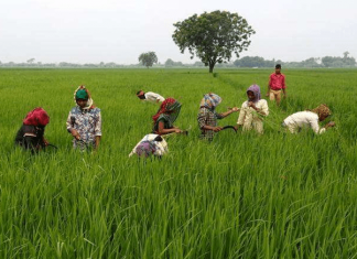 देशाच्या कृषी निर्यातीत वाढ