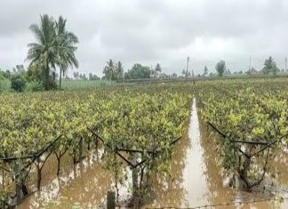 राज्यात पावसामुळे शेतीचं प्रचंड नुकसान