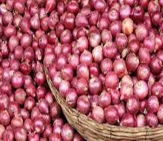 निर्यात बंदीनंतर कांद्याचे उतरलेले भाव आज पुन्हा एकदा तेजीत