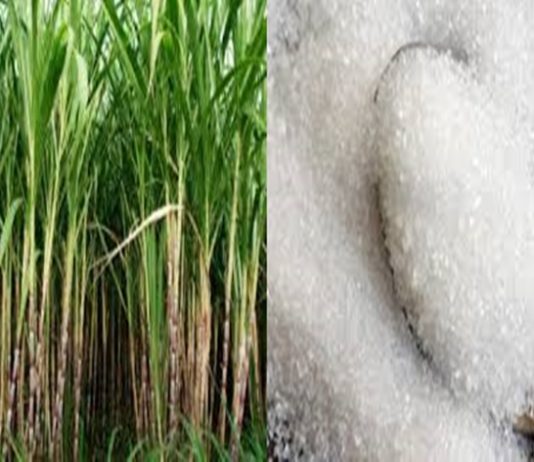 ऊस दरात १४ टक्के वाढीच्या मागणीवर स्वाभिमानी शेतकरी संघटना ठाम