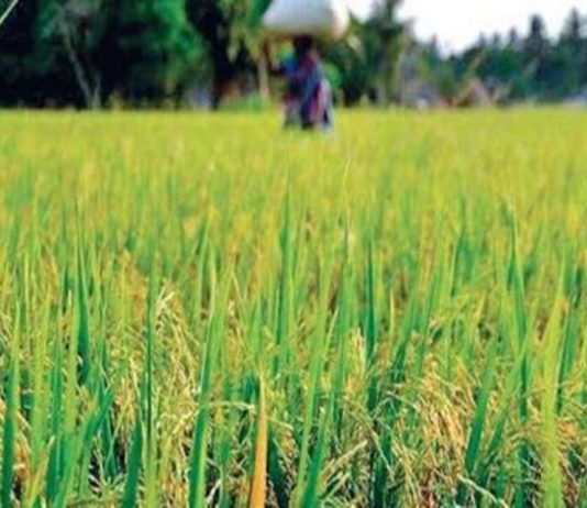 खरीप हंगामात केंद्र सरकारकडून आत्तापर्यंत ११ राज्यांमध्ये २४९ लाख मेट्रिक टन धान्यखरेदी.
