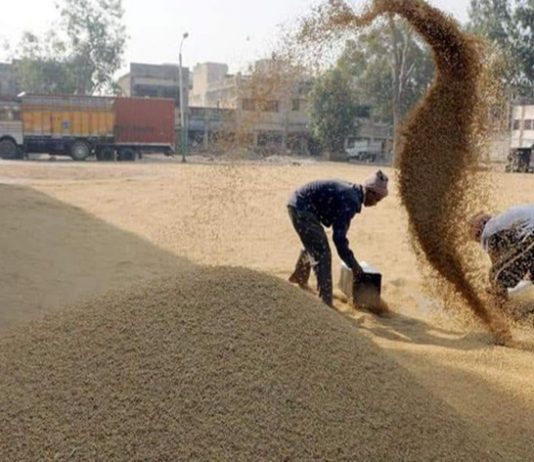 भातपीकाची किमान आधारभूत किमतीने केंद्र सरकारकडून खरेदी