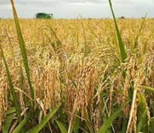 भात खरेदीचा आतापर्यंत ४८ लाख २८ हजार शेतकऱ्यांना लाभ झाल्याचं केंद्रीय कृषी मंत्रालयाची माहिती