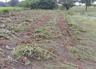मराठवाड्यात ऑक्टोबर महिन्यात अतिवृष्टीमुळे झालेल्या शेतीच्या नुकसानीची केंद्रीय पथकाकडून पाहणी सुरु
