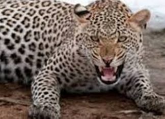 देशात वाघांपाठोपाठ आता बिबट्यांच्या संख्येतही वाढ