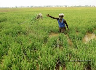 शेतीमध्ये नवनवीन प्रयोग करणाऱ्या शेतकरी पुरस्कारांच्या संख्येत वाढ