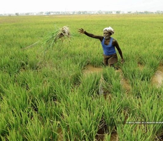 शेतीमध्ये नवनवीन प्रयोग करणाऱ्या शेतकरी पुरस्कारांच्या संख्येत वाढ