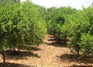 मनरेगा अंतर्गत यंदा राज्यात विक्रमी फळबाग लागवड