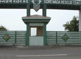 गोरेवाडा आंतरराष्ट्रीय प्राणी संग्रहालय आता ‘बाळासाहेब ठाकरे गोरेवाडा आंतरराष्ट्रीय प्राणी उद्यान नागपूर’ म्हणून ओळखले जाणार