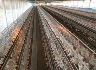 राज्यात बर्ड फ्ल्यूचा प्रादुर्भाव वाढत असल्याच्या पार्श्वभूमीवर सर्व जिल्ह्यांना सर्तकतेचे आदेश