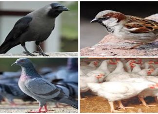 बर्ड फ्ल्यूबाबत मुंबईकर जागरूक