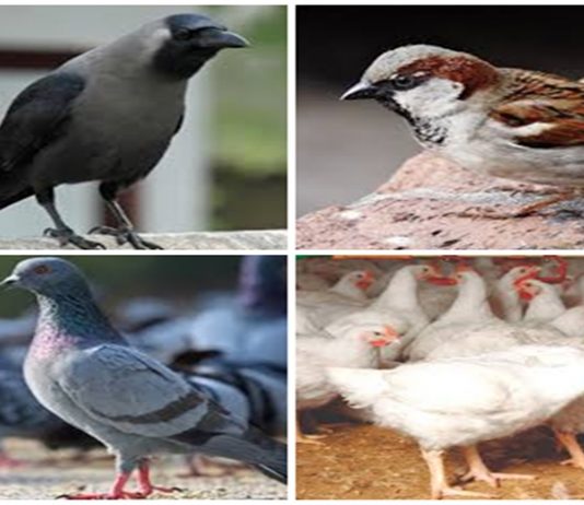 बर्ड फ्ल्यूबाबत मुंबईकर जागरूक