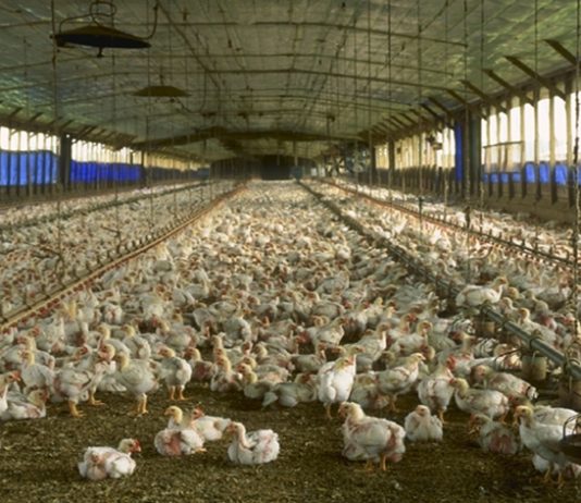 कुक्कुट उत्पादनांवर बंदीबाबत फेरविचार करण्याची राज्यांना सूचना