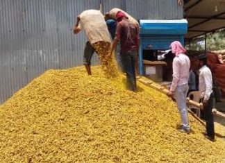 हळदींच्या राष्ट्रीय सौद्यांना आरंभ