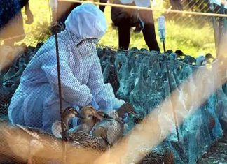 बर्ड फ्लू आटोक्यात ठेवण्यासाठी राज्यांद्वारे विविध उपाय