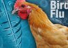 राज्यात बर्ड फ्लु रोगाचा संसर्ग आढळून आलेला नाही कुक्कुटपालक, अंडी व मांस खाणा-या नागरिकांनी घाबरून जावू नये-पशुसंवर्धन विभागाची माहिती