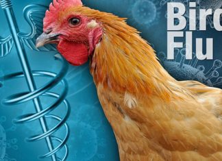 राज्यात बर्ड फ्लु रोगाचा संसर्ग आढळून आलेला नाही कुक्कुटपालक, अंडी व मांस खाणा-या नागरिकांनी घाबरून जावू नये-पशुसंवर्धन विभागाची माहिती