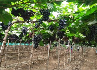 राज्याच्या बऱ्याच भागात अवकाळी पावसामुळे रब्बी पिकं आणि फळबागांना फटका