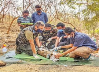 मुंबईच्या संजय गांधी राष्ट्रीय उद्यानातली ‘सावित्री’ ‘सॅटलाईट कॉलर’ ची पहिली मानकरी