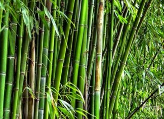 बांबू हा ऑक्सिजनचा फार मोठा स्रोत – पाशा पटेल