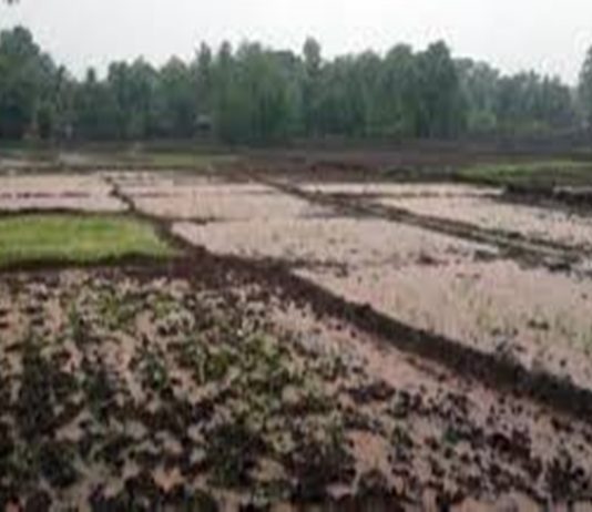 राज्याच्या काही जिल्ह्यात अवकाळी पावसामुळे शेतमालाचे नुकसान