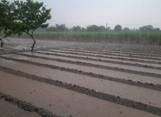 राज्यात काही जिल्ह्यात झालेल्या अवकाळी पावसामुळे शेतकऱ्यांच्या शेतमालाचं मोठ्या प्रमाणावर नुकसान