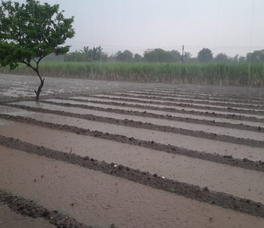 राज्यात काही जिल्ह्यात झालेल्या अवकाळी पावसामुळे शेतकऱ्यांच्या शेतमालाचं मोठ्या प्रमाणावर नुकसान
